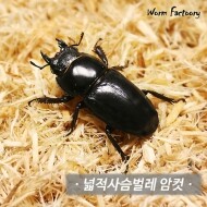넓적사슴벌레 암컷 [30~34mm]